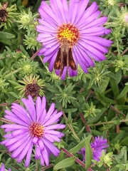 Atalopedes campestris