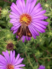 Atalopedes campestris