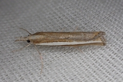 Agriphila latistria