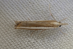 Agriphila latistria