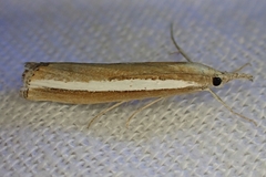 Agriphila latistria