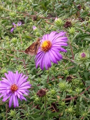 Atalopedes campestris