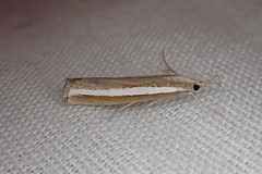 Agriphila latistria
