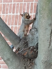 Sciurus carolinensis