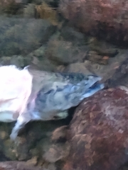 Oncorhynchus tshawytscha