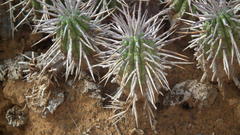 Euphorbia ferox
