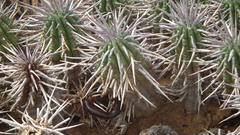 Euphorbia ferox
