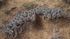 Euphorbia ferox