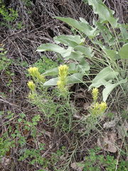 Castilleja cervina