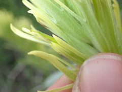 Castilleja cervina