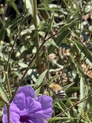 Anthophora californica