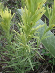 Castilleja cervina