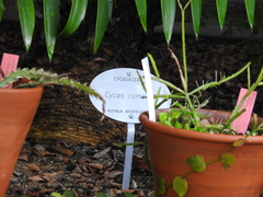 Cycas rumphii