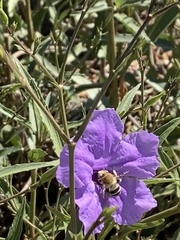 Anthophora californica