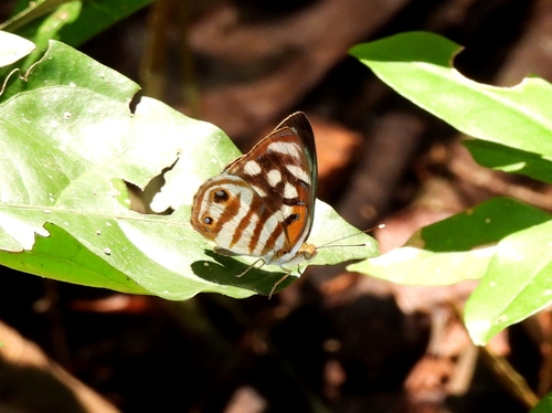 Dynamine pebana