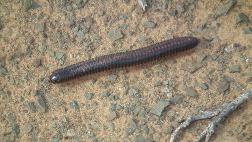 Centrobolus sagatinus