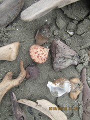 Maurea pellucida