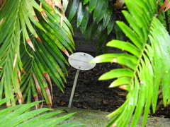 Encephalartos lebomboensis