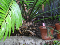 Encephalartos lebomboensis