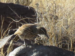 Certhilauda subcoronata gilli