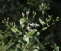 Doellingeria sericocarpoides