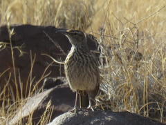Certhilauda subcoronata gilli