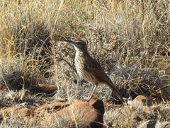 Certhilauda subcoronata gilli