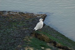 Chroicocephalus ridibundus