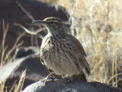 Certhilauda subcoronata gilli