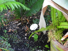 Encephalartos longifolius