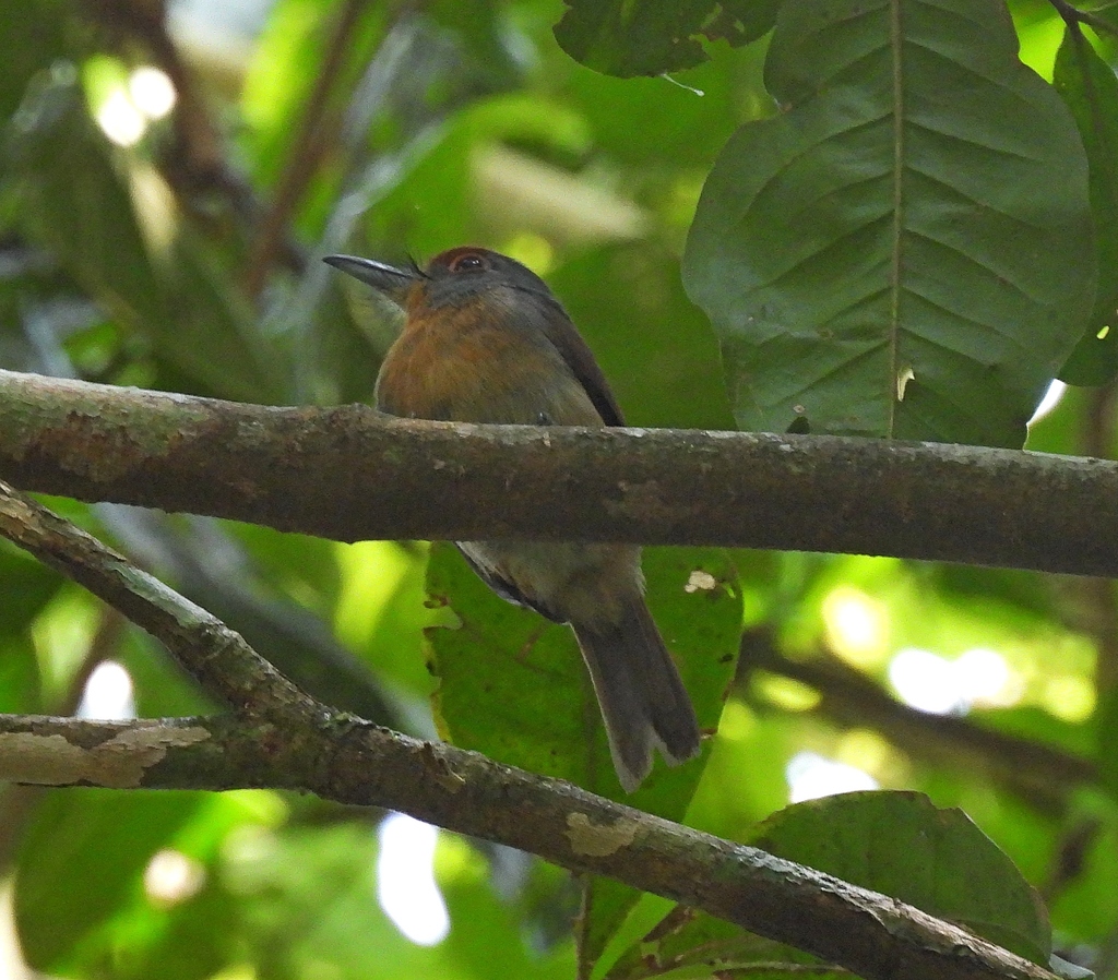 Rufous-capped Nunlet