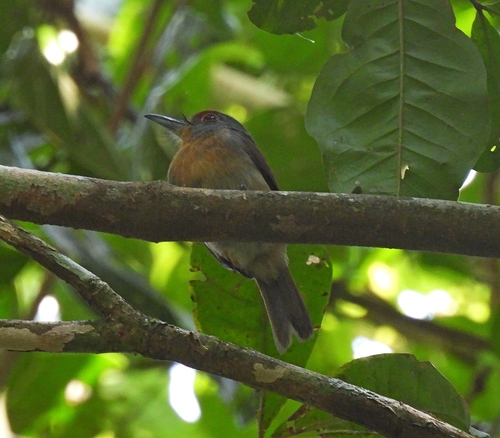 Rufous-capped Nunlet