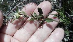 Astephanus triflorus