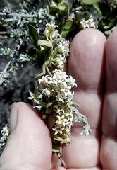 Astephanus triflorus