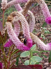 Xylocopa virginica