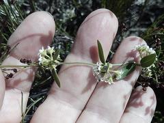 Astephanus triflorus