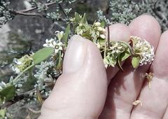 Astephanus triflorus