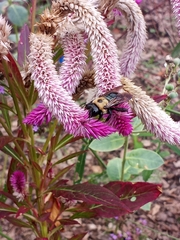 Xylocopa virginica