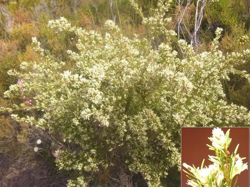 Heathleaf Wingstyle (Stylapterus ericifolius)
