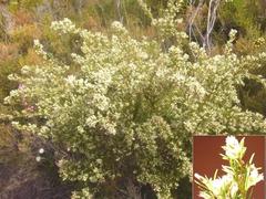 Stylapterus ericifolius