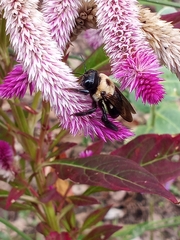 Xylocopa virginica