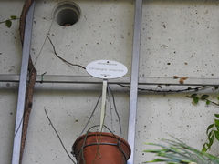 Ceropegia ampliata