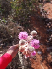 Mimosa lanuginosa