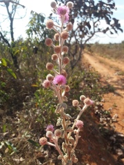 Mimosa lanuginosa