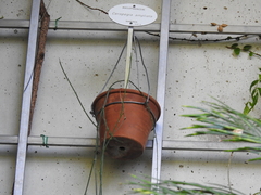 Ceropegia ampliata