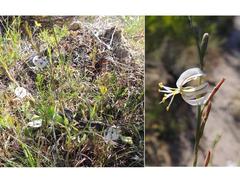 Trachyandra revoluta