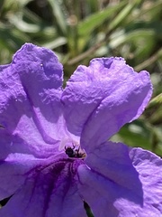 Ceratina arizonensis