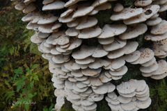 Climacocystis borealis