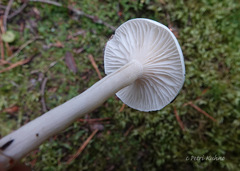 Hygrophorus piceae