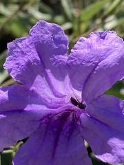 Ceratina arizonensis